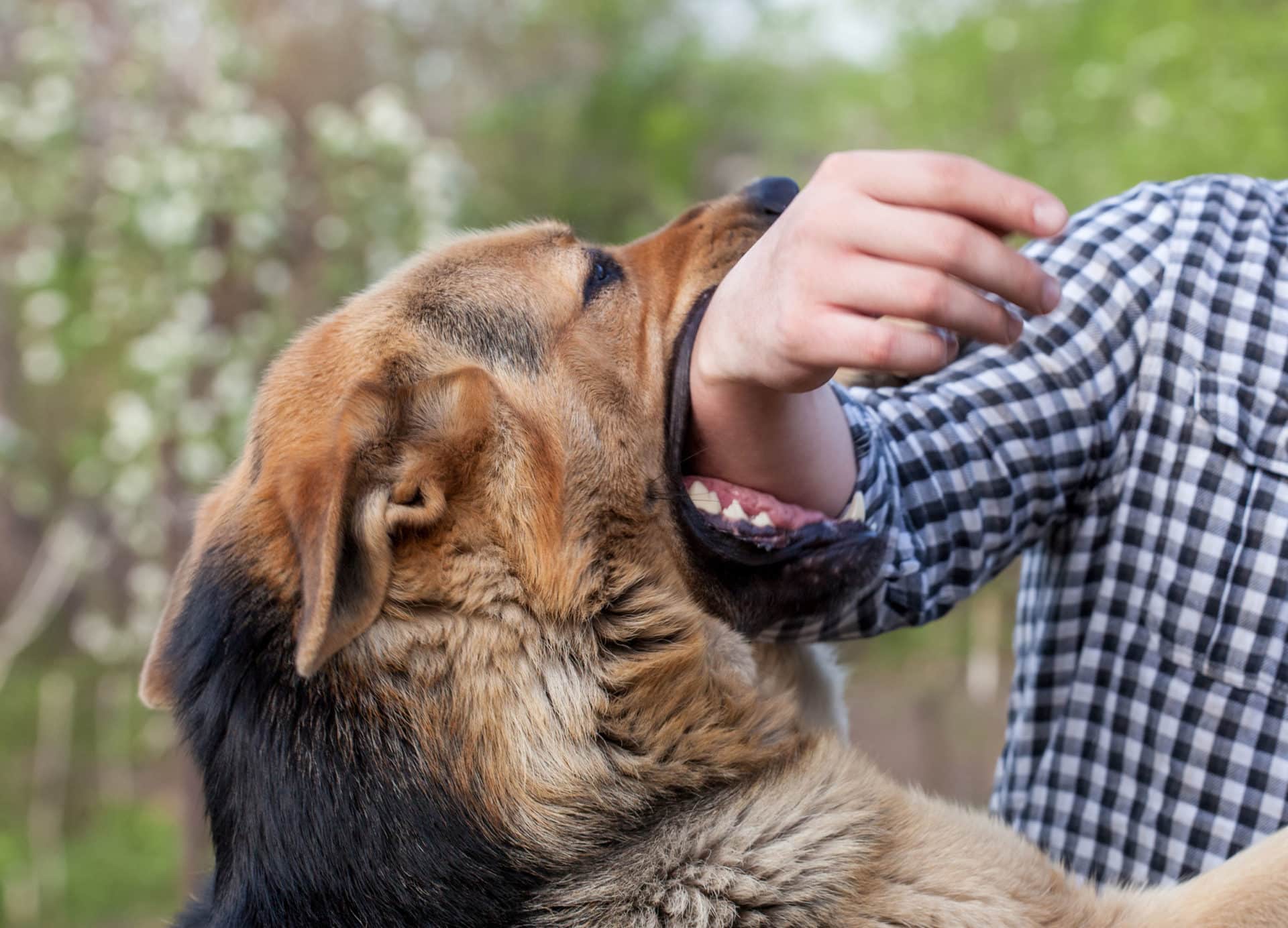 How Does New York Handle Dog Bite Injuries?