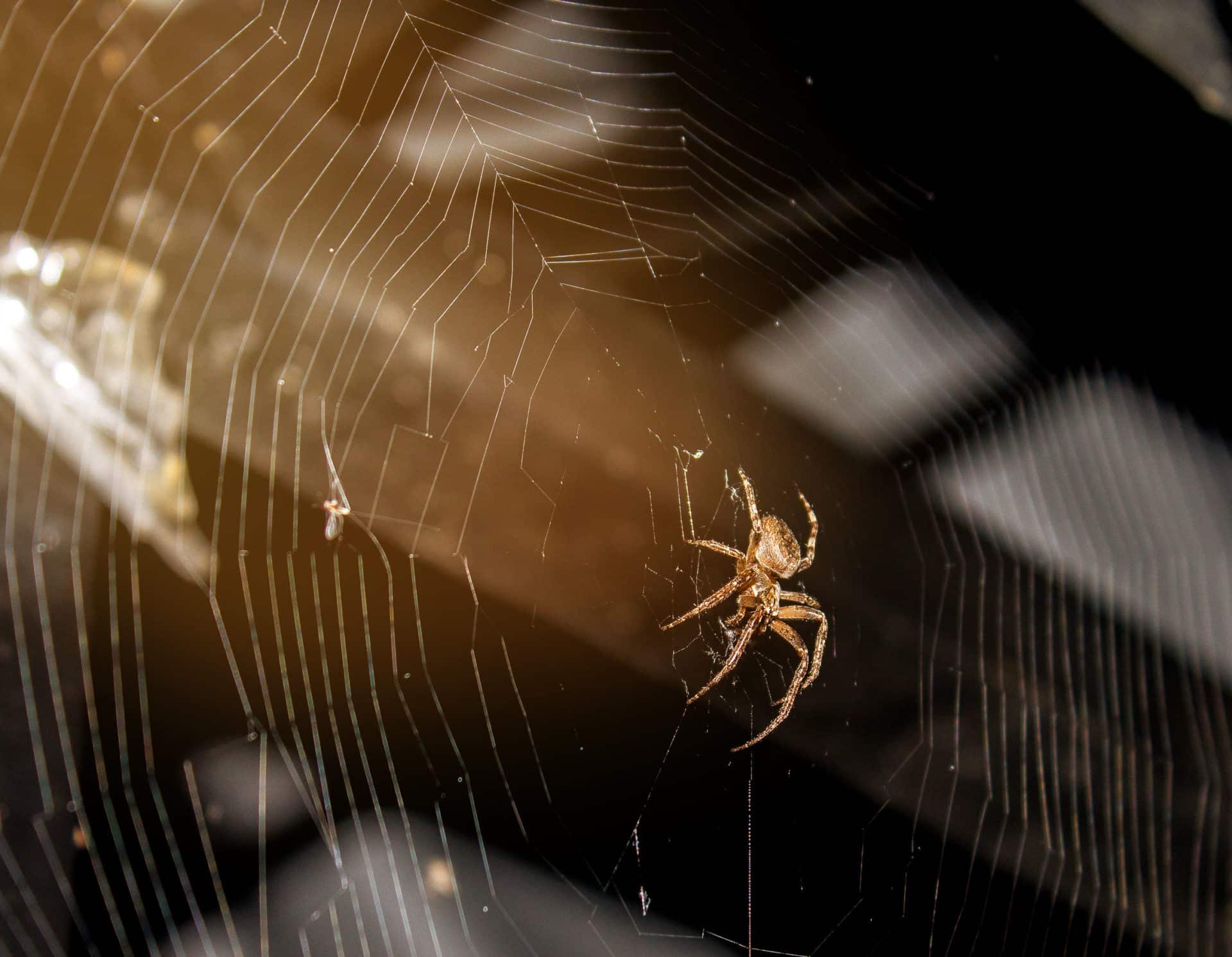 A NY Woman Crashed Because of a Spider -- Is She Liable?