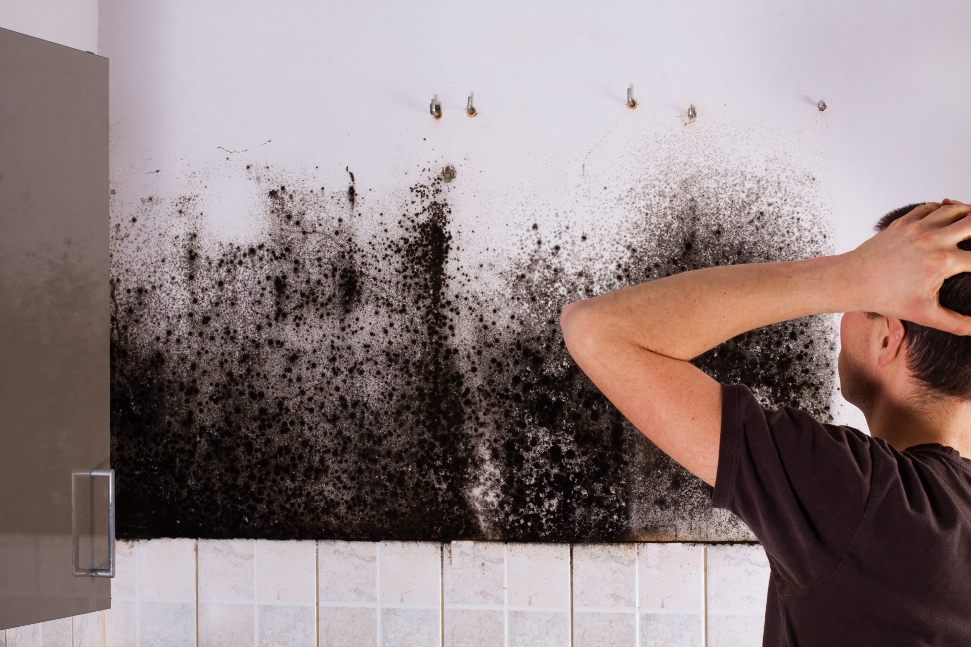 What to Know About Mold and Illness in NY
