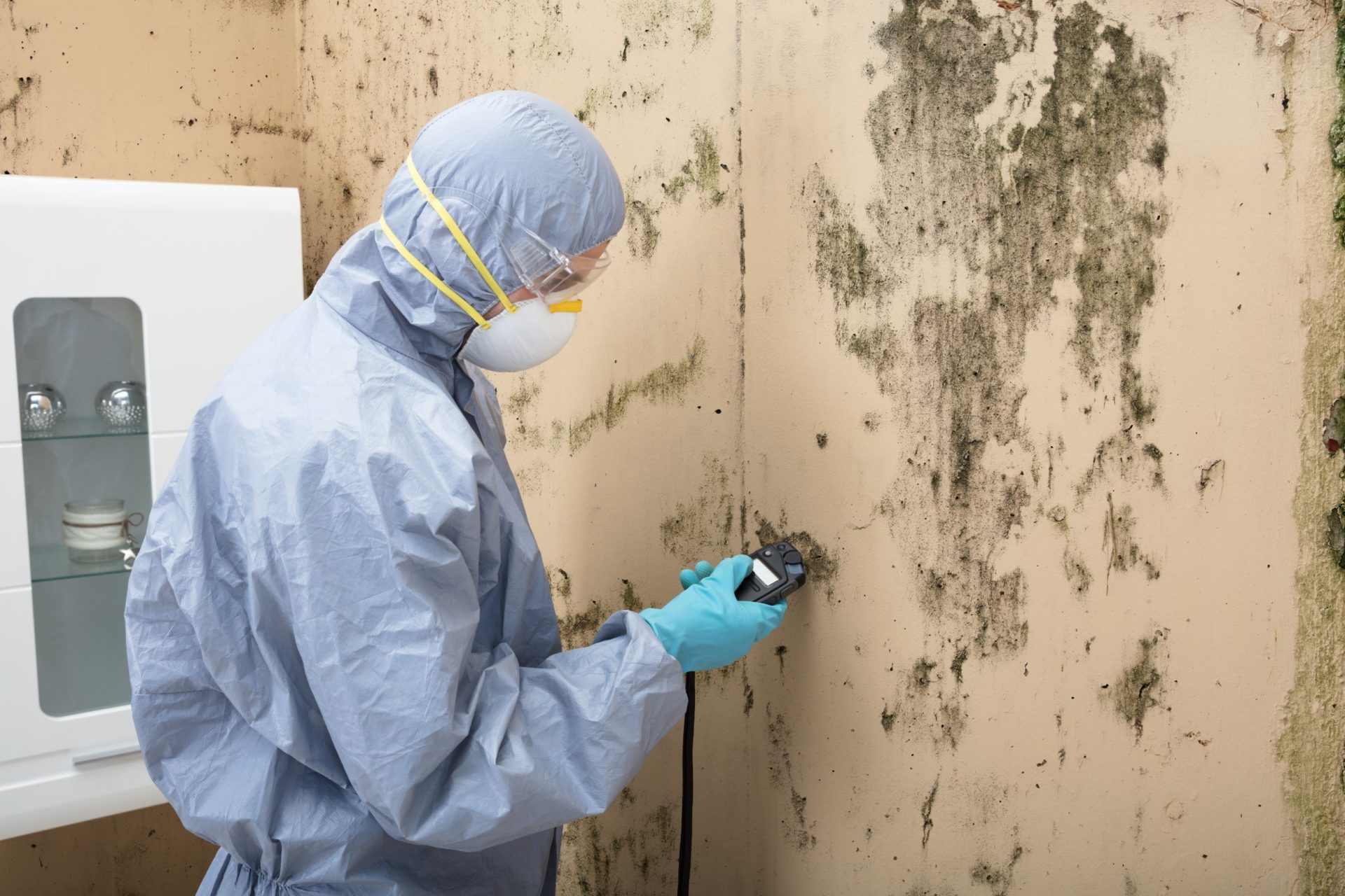 Why Is Mold Dangerous in Your Home?