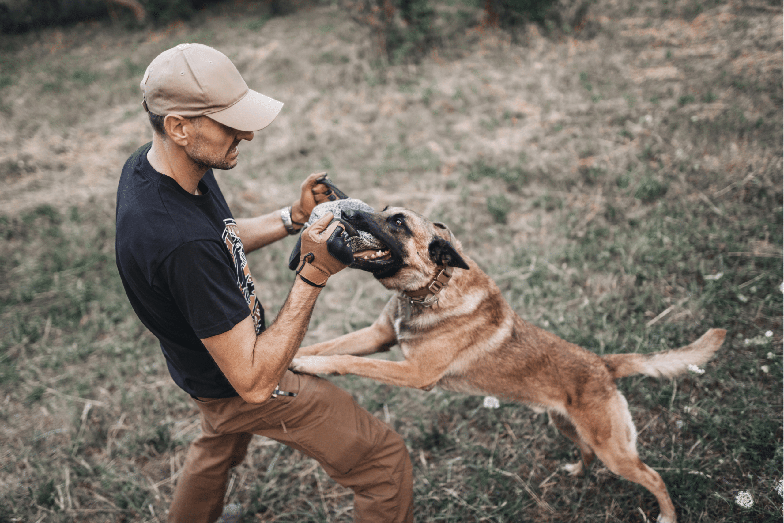 Bronx Dog Bite Lawyer