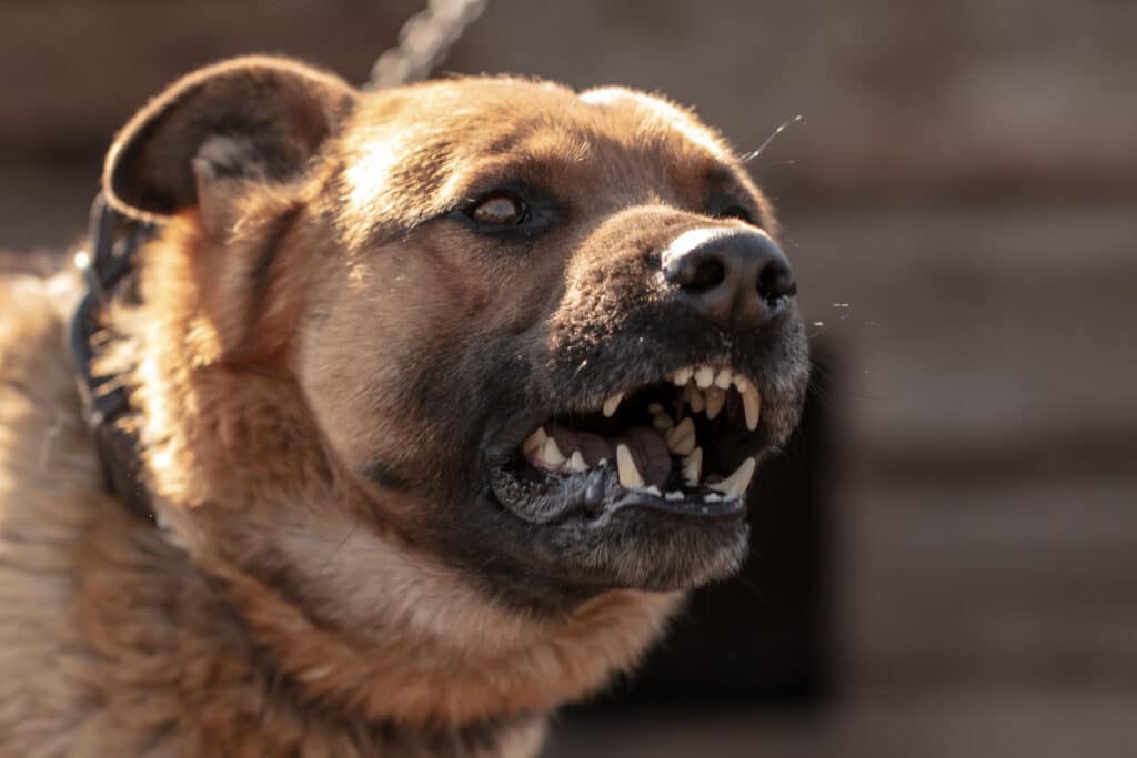 Dog Bite Injuries in New York City: Owner Liability and Compensation Rights